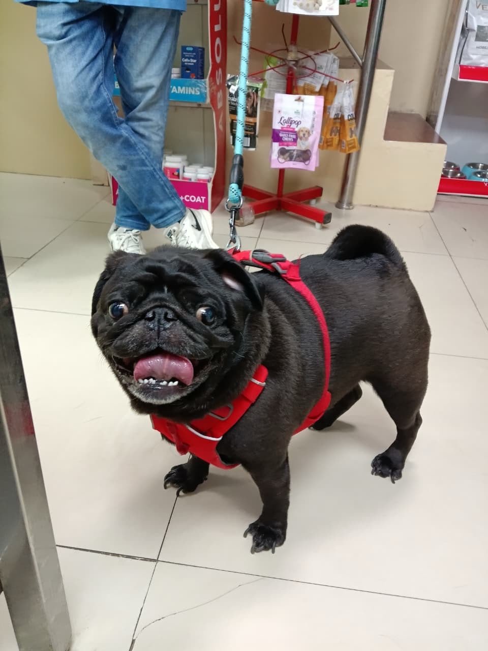 Veterinary Consultations